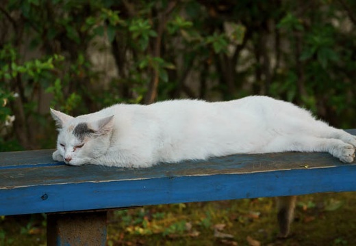 201008011720-DSC09635.jpg