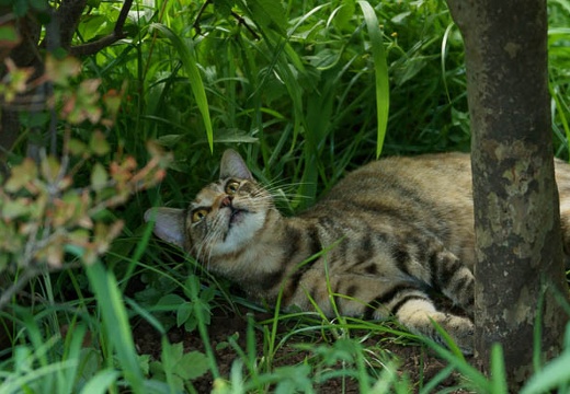 201008011722-DSC09636.jpg
