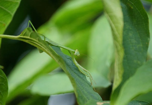 201008011735-DSC09654.jpg