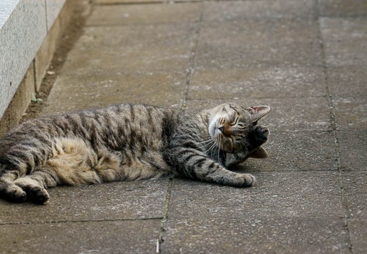 201008011738-DSC09661.jpg