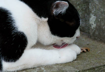 201008011751-DSC09688.jpg