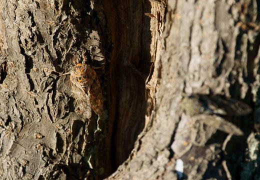 201008041653-DSC00430.jpg