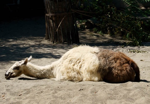201008051404-DSC00785.jpg