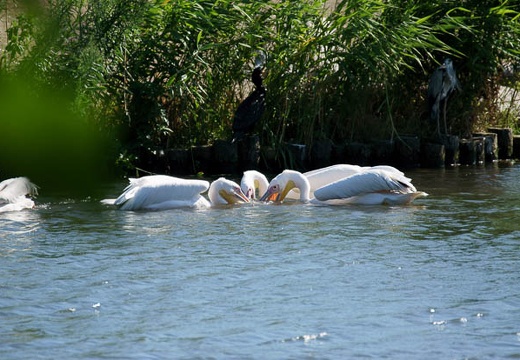 201008051503-DSC00878.jpg