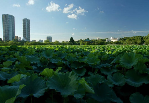 201008051720-DSC01094.jpg
