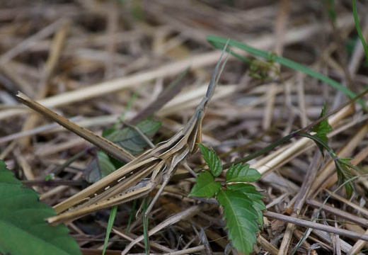 201008061402-DSC01236.jpg