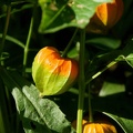 201008061456-DSC01362.jpg