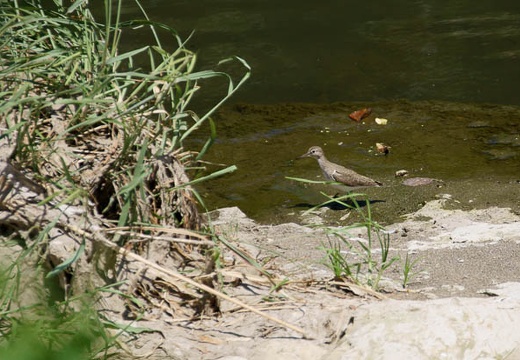 201008071233-DSC00017.jpg
