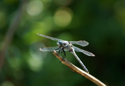 201008071316-DSC00114.jpg
