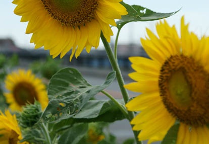 201008071435-DSC00212.jpg
