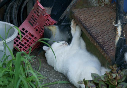 201008071524-DSC00281.jpg