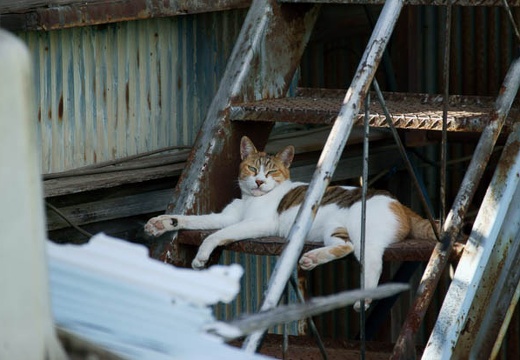 201008071530-DSC00305.jpg