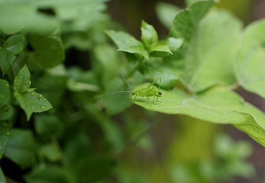 201008091556-DSC00148.jpg