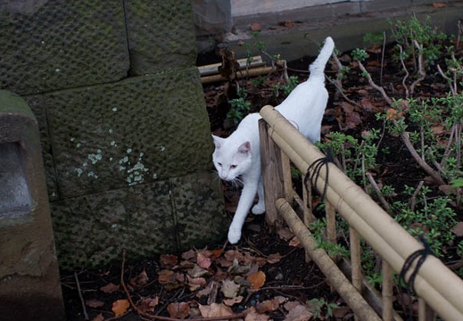 201008091656-DSC00229.jpg