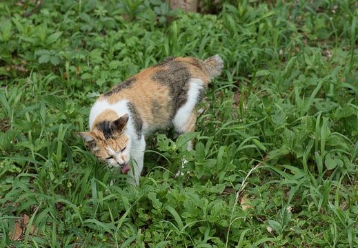 201008101406-DSC00357.jpg