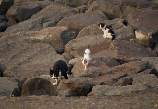 201008150559-DSC00430.jpg