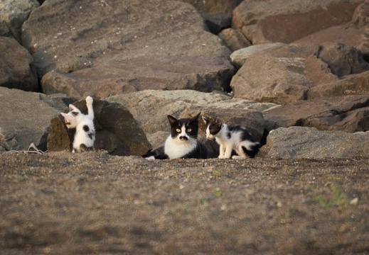 201008150600-DSC00438.jpg