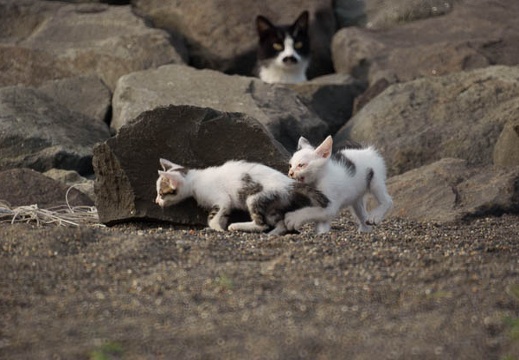 201008150720-DSC00450.jpg