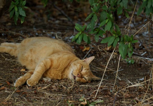 201008181631-DSC07815.jpg
