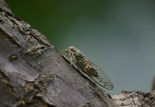 201008181650-DSC07867.jpg