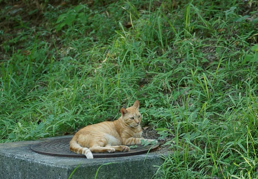 201008221527-DSC07950.jpg