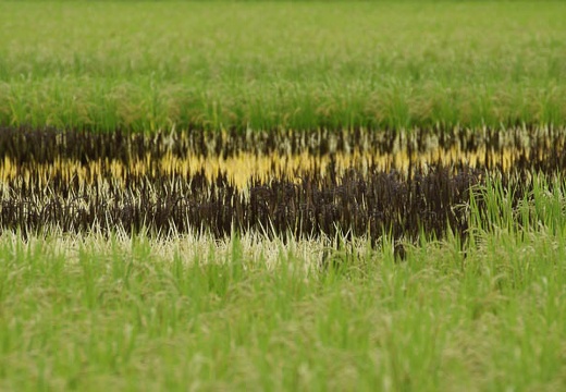201008251131-DSC08222.jpg
