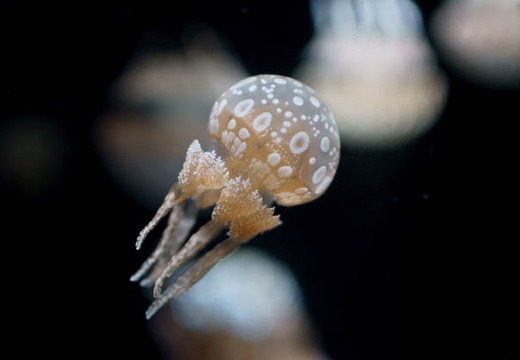 08.27 加茂水族館