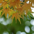 201008301543-DSC00242.jpg