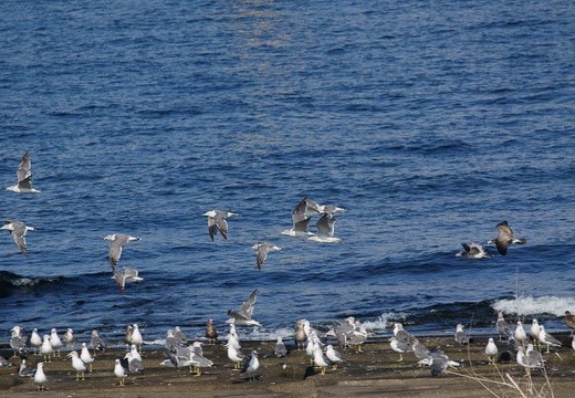201009010815-DSC00905.jpg