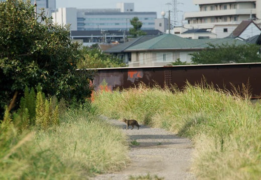 201009091501-DSC04506.jpg