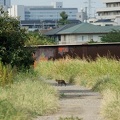 201009091501-DSC04506.jpg