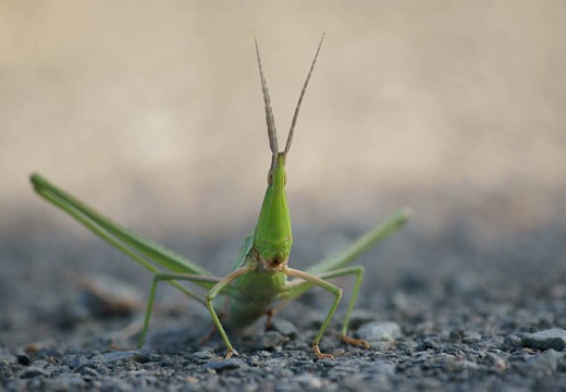 201009091548-DSC04590.jpg