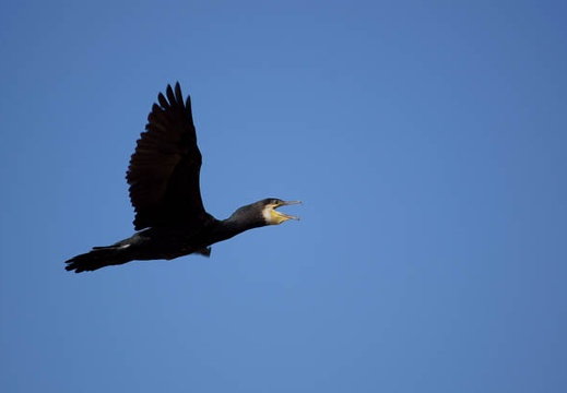 201009101439-DSC00153.jpg