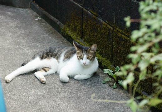 201009110919-DSC00508.jpg