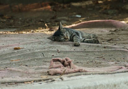 201009120855-DSC00936.jpg