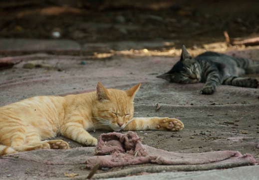 201009120856-DSC00941.jpg