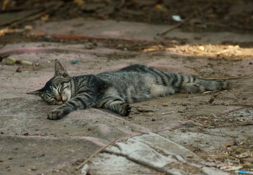 201009120858-DSC00949.jpg