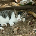 201009120902-DSC00961.jpg