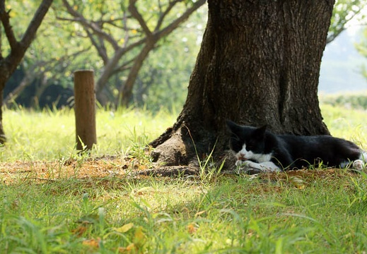 201009120909-DSC00978.jpg
