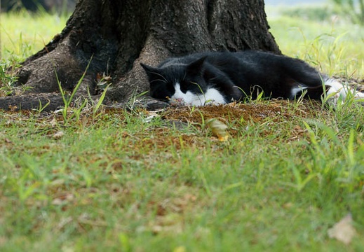 201009120918-DSC01010.jpg