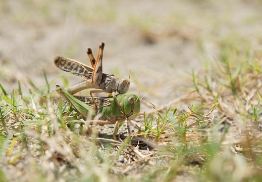 201009131226-DSC01196.jpg