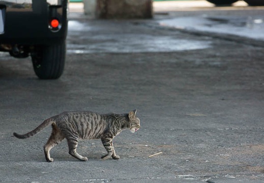 201009131500-DSC01449.jpg