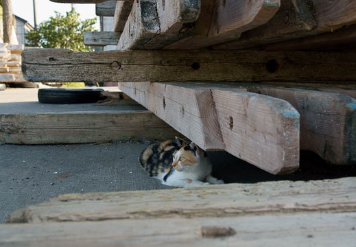 201009131556-DSC01614.jpg