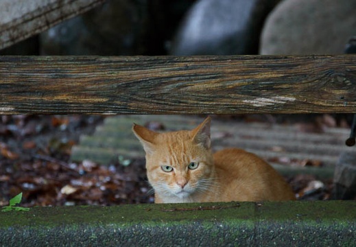 201009301528-DSC05745.jpg