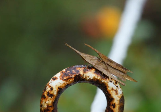 201009301549-DSC05781.jpg