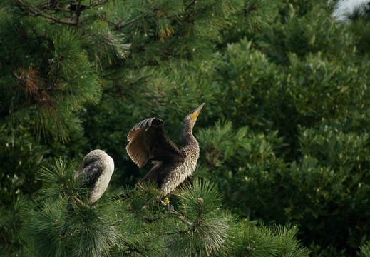 201010051531-DSC06526.jpg