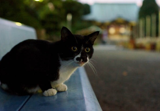 201010051741-DSC06660.jpg