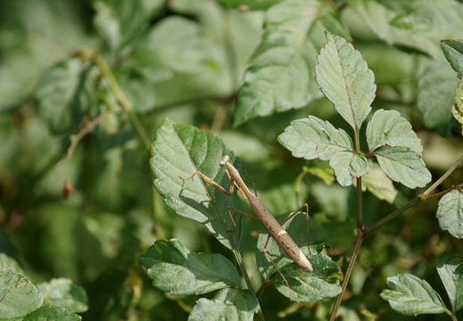 201010071222-DSC06687.jpg