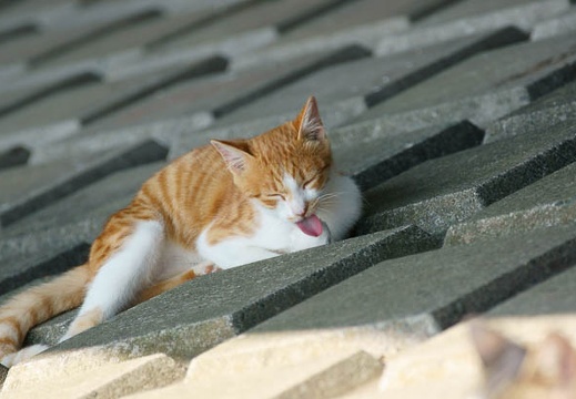 201010071403-DSC06869.jpg