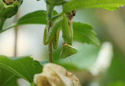 201010071508-DSC06965.jpg
